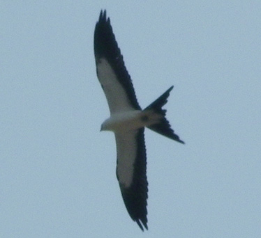 Swallow-tailed Kite PV 8_28_2012